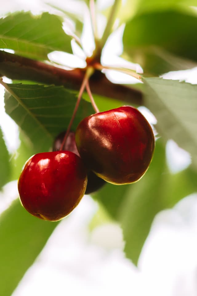 Cires de Iulie (Van)