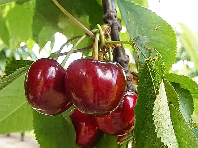 Cires de Iunie (Stella)