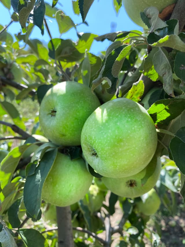 Mar Granny Smith